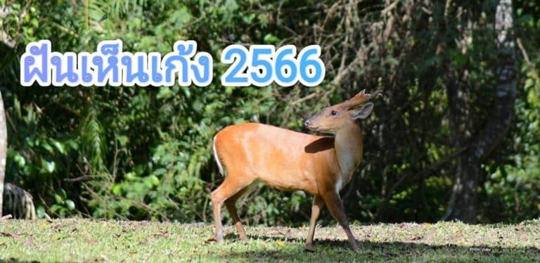 ฝันเห็นเก้ง 2566