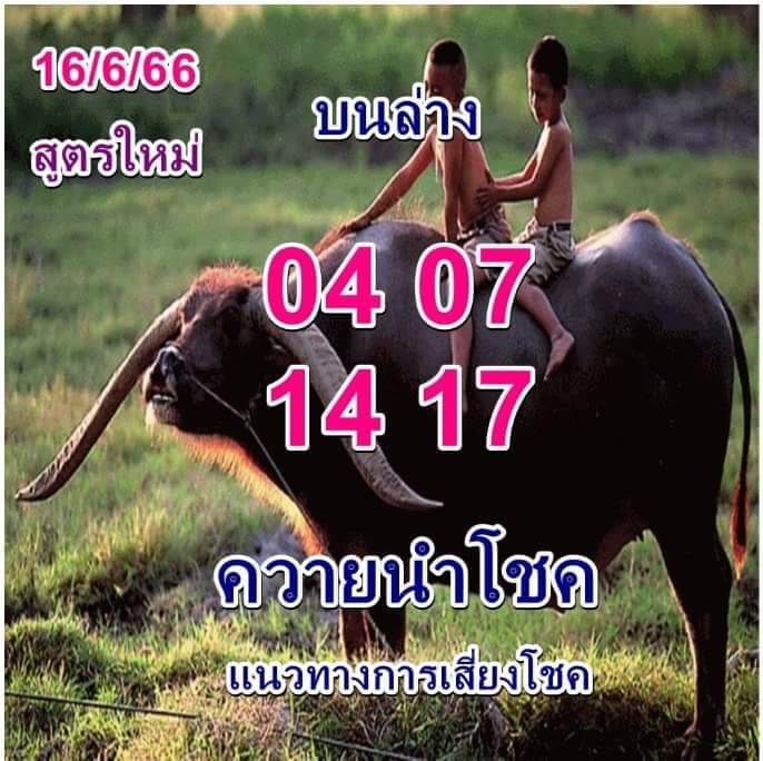 หวยควายนำโชค 16-6-66