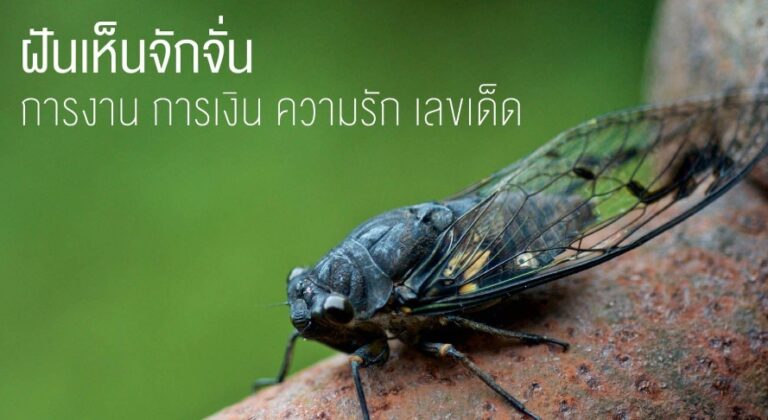 ฝันเห็นจักจั่น 2566