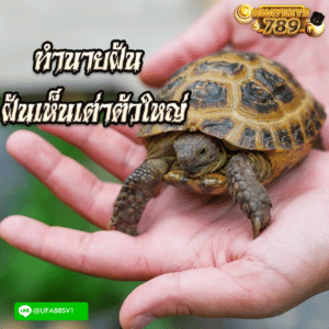 ฝันเห็นเต่าตัวใหญ่